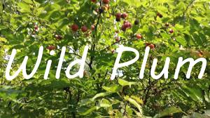 Find out when to fertilize fruit trees and what's troubling a persimmon and fig tree with jim kamas, texas a&m agrilife extension. Wild Plum Identifying Foraging American Plum Prunus Americana Youtube