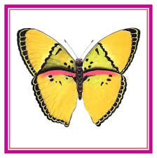 Free butterfly cross stitch pattern. Gold Yellow Pink Black Butterfly Counted Cross Stitch Pattern 769572913285 Ebay