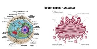 Struktur, jenis karakteristik sel tumbuhan berbeda dengan sel hewan. Badan Golgi Gambar Fungsi Struktur Pengertian Sejarah