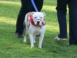 Kopek Agizligi Cesitleri Ii My Animals Ii Egitim