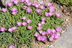 Image result for Delosperma spp.