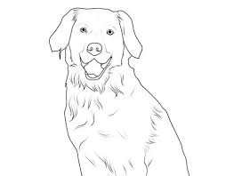 Kostenlose Malvorlage Hunde Labrador Zum Ausmalen