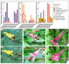 Image result for Impatiens purpureoviolacea