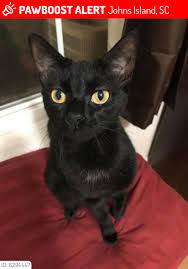 Lost Female Cat In Johns Island Sc 29455 Named Mama Id 6294447 Pawboost In 2020 Losing A Pet Lost Cat Pets