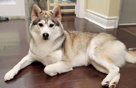 We did not find results for: 30 Of The Most Adorable And Fluffy Shiba Inu Mix Dogs K9 Web