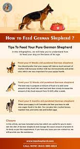 How To Feed German Shepherd German Shepherd Buy German Shepherd Pure German Shepherd