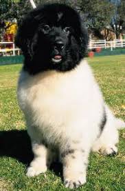 On wuuff all the puppies for sale are raised by experienced breeders who are focused on the three pillars of quality, health and love for their dogs. Breed Profile