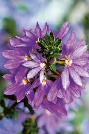 How tall does a scaevola planter need to be? Westhoff Scalora Fancy