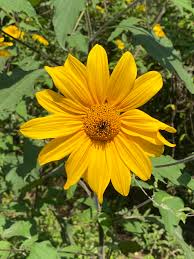 Image result for Tithonia tubaeformis