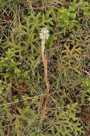 Image result for Zeuxine