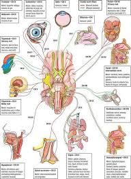 12 Cranial Nerves Basic Function Cranial Nerves Medical Coding Anatomy And Physiology