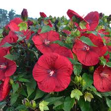 Image result for Hibiscus mechowii