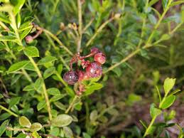 Image result for Vaccinium stanleyi