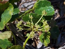Image result for Hydrocotyle mannii
