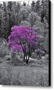 Black And White With Pop Of Color Art Australia A Bit A Color Canvas Print Canvas Art By Mark Cancilla Color Splash Photo Color Splash Purple Color Splash Art