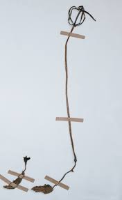 Image result for Gastrodia ballii