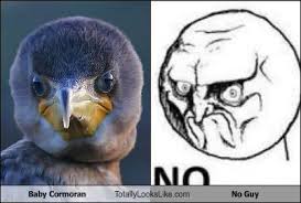 Ni siquiera es el taburete en el que se sienta marcelo. Totally Looks Like No Cheezburger