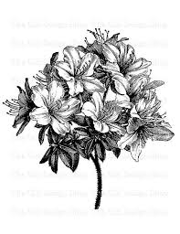Azalea Bouquet Vintage Flower Clip Art Illustration Digital Etsy Flower Clipart Illustration Art Vintage Flowers