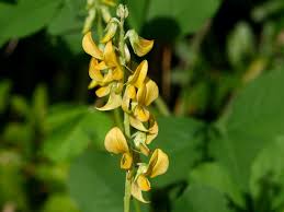 Image result for Crotalaria pallida
