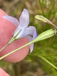 Image result for Wahlenbergia capillacea