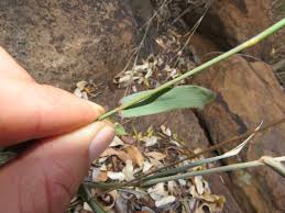 Image result for Perotis patens