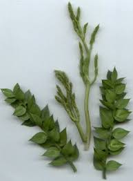 We did not find results for: Pin Su Erbe Selvatiche