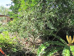 Image result for Schotia afra