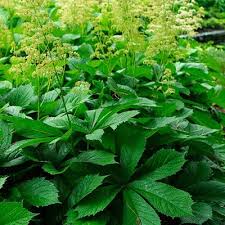 Four Star Perennials The Impatient Gardener Fine Gardening Organic Vegetable Garden Starting A Vegetable Garden