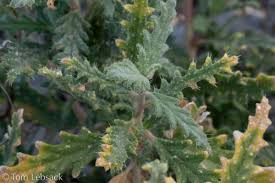 Image result for Blotiella sinuata