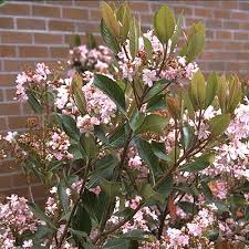 Image result for Rhaphiostylis