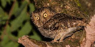 Kepoin ig gue donk @shandy8971#tytoalba#burunghantu#serbahewanpecintabinatang. 10 Macam Makanan Burung Hantu Berdasarkan Jenisnya Pintarpet