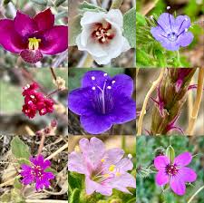 Image result for Litanthus pusillus