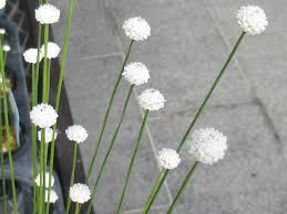 Image result for Eriocaulon bongense