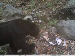 Malibu creek state park weather. Bear Discovered In Malibu Creek State Park Santa Monica Mountains National Recreation Area U S National Park Service