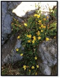 Image result for Hypericum roeperianum