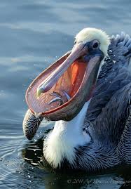 Sea Bird With Big Mouth Pin On Awesome Views