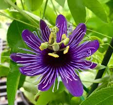 Image result for Passiflora sanguinolenta