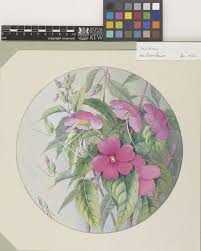 Image result for Impatiens psychadelphoides