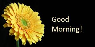 Good morning orange and yellow flowers. Good Morning Yellow Flower
