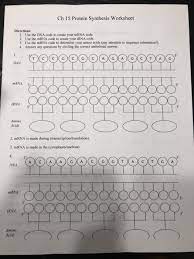 This mrna is then translated into protein. Solved Ch 15 Protein Synthesis Worksheet Directions 1 U Chegg Com