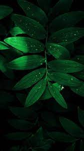 Pin By Armor Kopi Bandung On Clip Art Green Nature Wallpaper Green Leaf Wallpaper Beautiful Nature Wallpaper