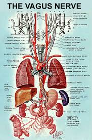 Relieve Stress In 2 Minutes Or Less With This Simple Trick Vagus Nerve Human Anatomy And Physiology Medical Anatomy
