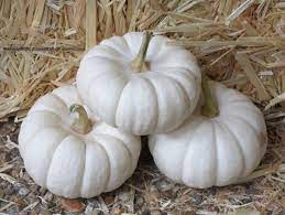 What makes this particular moon special is its resistance to powdery mildew. 15 Best Benefits And Uses Of White Pumpkin For Skin Hair And Health