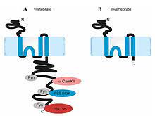 Explain how this allows for brain plasticity. Nmda Receptor Wikipedia
