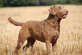 Image result for chesapeake bay retrívr