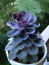 Perle Von Nurnberg Succulent Care And Propagation Succulents Succulent Care Echeveria
