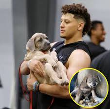 Patrick Mahomes đã giải cứu một chú chó con bị bỏ rơi. Nhiều tháng sau, anh  ấy nhận ra đó không phải là một con chó!! Đọc thêm: https://buff.ly/40FPXon