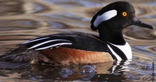 Birds Of North Idaho Hooded Merganser Facts Figures Description And Photo I Like Birds Wild Birds Beautiful Birds