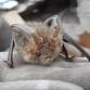 Talk: Suffolk Bats and Their Conservation - Nick event image