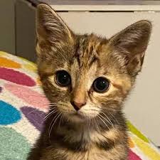 Brownsburg animal clinic is headquartered in brownsburg, indiana. Brownsburg Animal Clinic Home Facebook